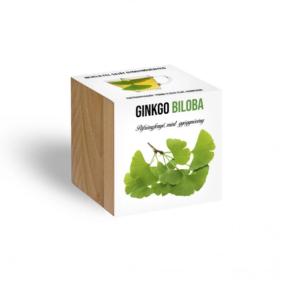 Ginkgo Biloba növényem fa kockában, Ginkgo Biloba növényem fa kockában