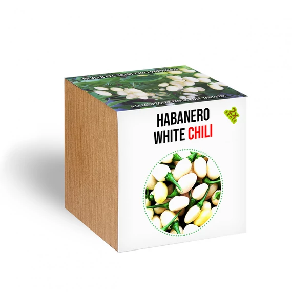 Habanero white chili paprika növényem fa kaspóban, Habanero white chili paprika növényem fa kaspóban