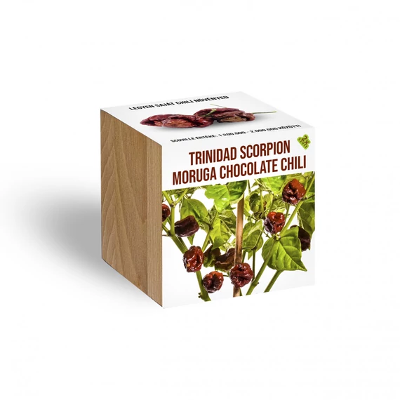 Trinidad Scorpion Moruga chocolate chili növényem fa kaspóban, Trinidad Scorpion Moruga chocolate chili növényem fa kaspóban