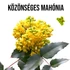 Kép 2/3 - Közönséges Mahónia fa kaspóban, Közönséges Mahónia fa kaspóban