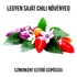 Kép 3/3 - Bolíviai szivárvány chili paprika növény nevelő szett, Bolíviai szivárvány chili paprika növény nevelő szett