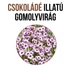 Kép 2/3 - Csokoládé illatú gomolyvirág növény nevelő szett, Csokoládé illatú gomolyvirág növény nevelő szett