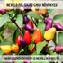 Kép 3/3 - Aurora chili paprika növény nevelő szett, Aurora chili paprika növény nevelő szett