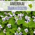 Kép 2/3 - Amerikai tarkaibolya növény nevelő szett, Amerikai tarkaibolya növény nevelő szett