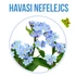 Kép 2/3 - Havasi nefelejcs növény nevelő szett, Havasi nefelejcs növény nevelő szett